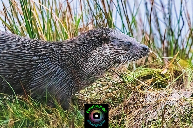 DO-14-Taynuilt, Argyll - 'DRATSIE' (AKA Otters)