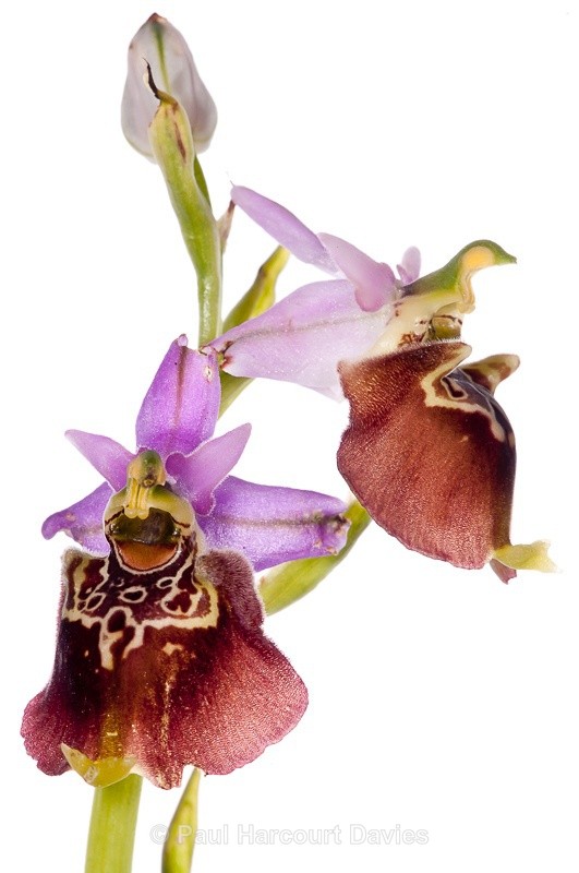  - WB: Orchids - Ophrys