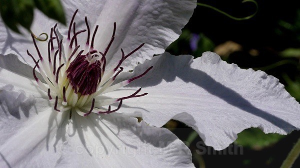 Clematis Shadows - MACRO & CLOSE UPS