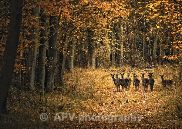 Woodland Deer - The Photographic Angle - Wildlife Exhibition