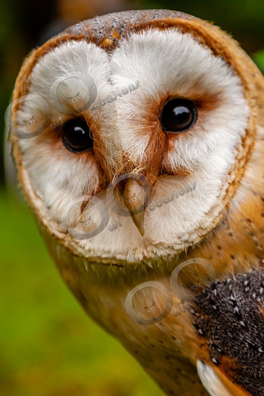 barn owl tyto alba gulgutta-7751 - Owls of the World