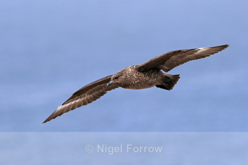 Brown Skua flying, Cape Bougainville, Falklands - Falkland (Brown) Skua