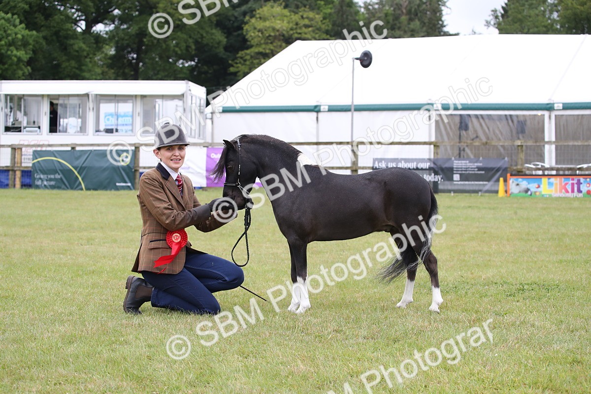SBM_03827 - Class 23-25 - British Miniature Horse of the Year