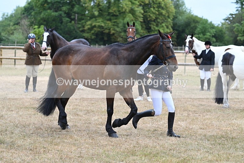WJ7_9794 - Class 5a Most Handsome Gelding (above 14.2hh)