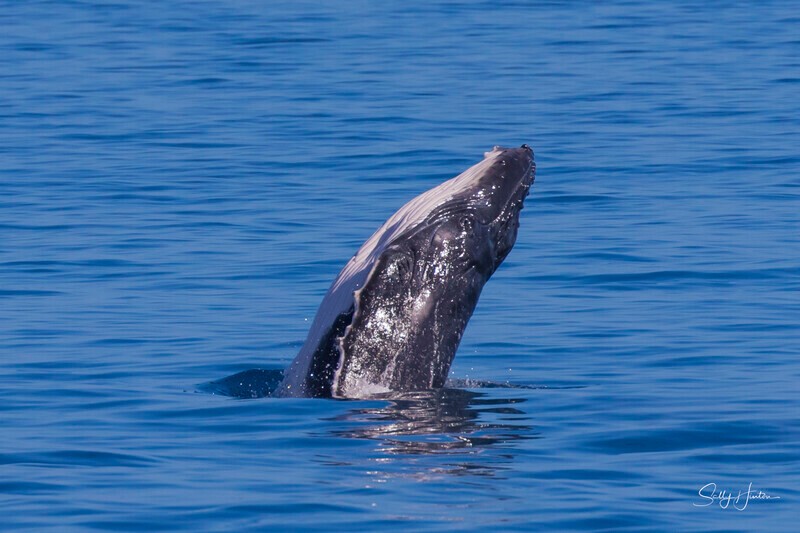 0A3A8671 - 2024 Hervey Bay Whales