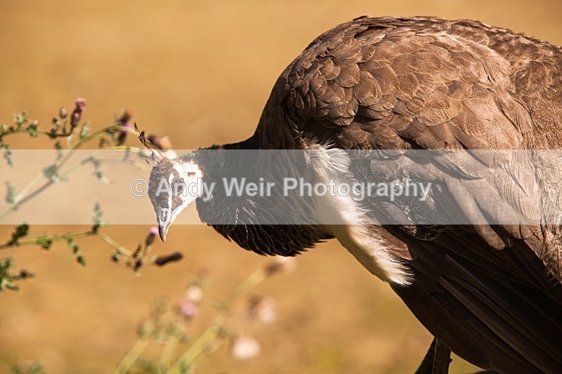 20120903-_MG_9942 - Captive Animals