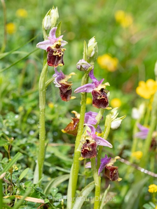 Apennine Late Spider orchid (Ophrys dinarica also Ophrys fuciflora ssp dinarica). - Wild Orchids - 1