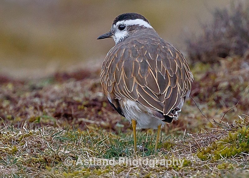 Astland Photography, Bird and Wildlife Images, Susan and Peter Wilson, U.K.