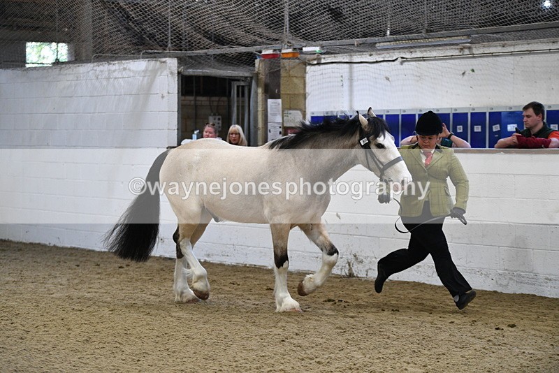 WJ5_3458 - Class 1 Youngstock