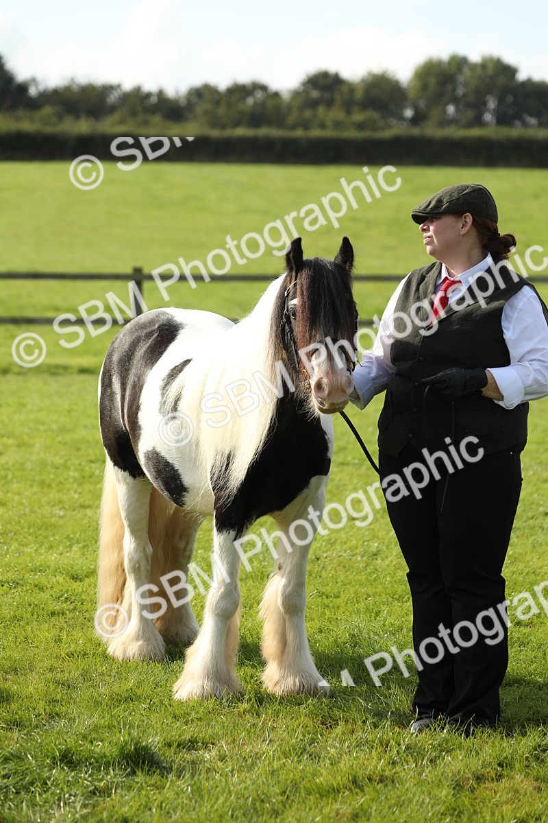 SBM_60980 - S43 - Coloured Pony In Hand