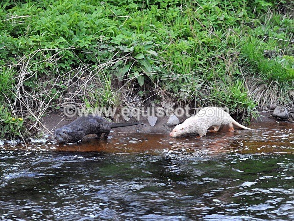 equiscot 2190 - ALBINO OTTERS - SCOTLAND