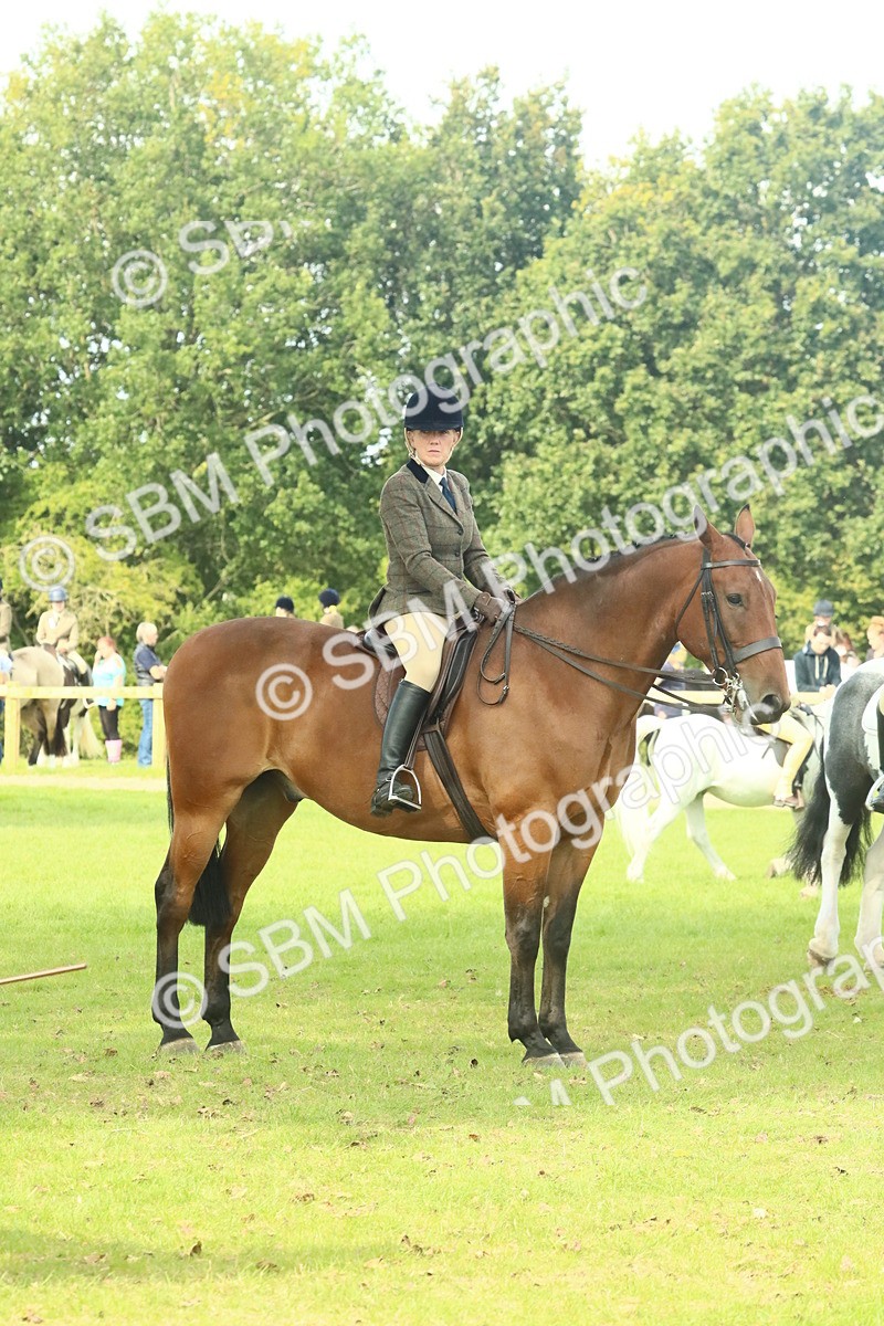 SBM_66746 - S34 - Rehabilitated Rescue Horse & Pony In Hand & Ridden