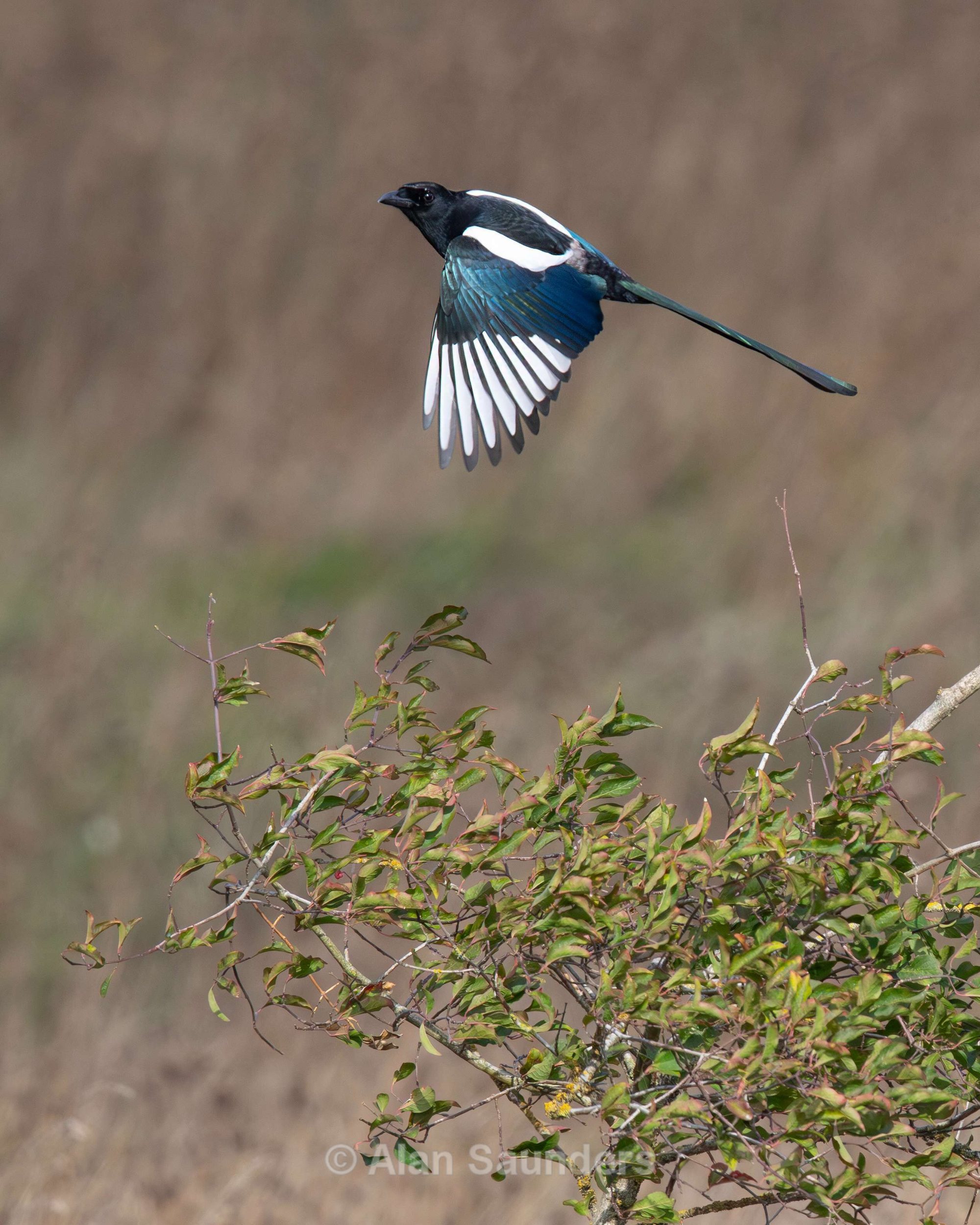 Magpie 2