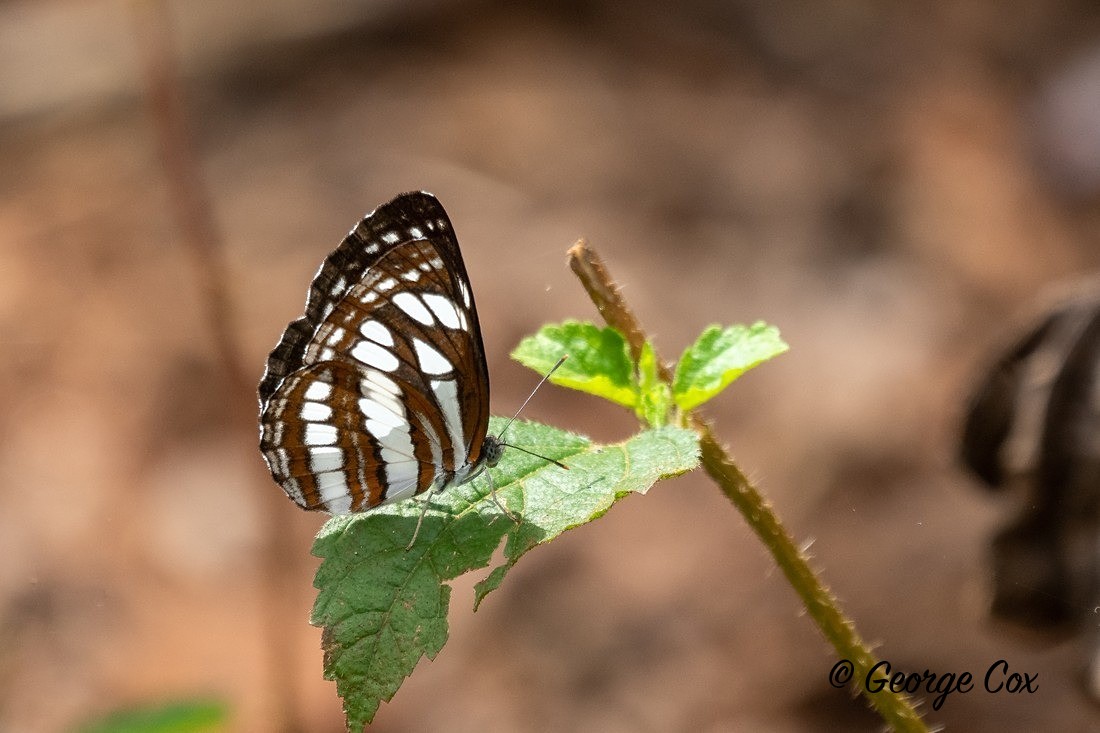 Common Sailor - Sri Lanka
