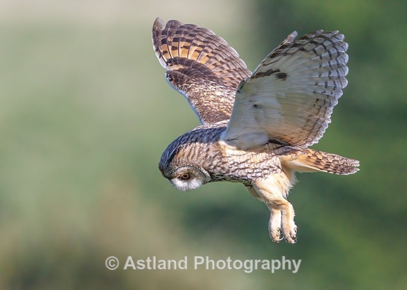 Long-eared owl - Latest Images