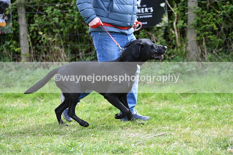 WJ5_9588 - Class 3 Most Handsome Dog