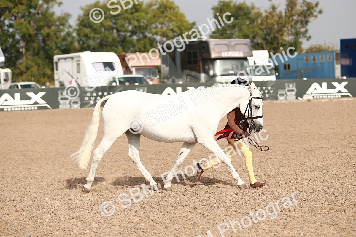 SBM_09953 - Class 203 Young Handler, 10 years and under