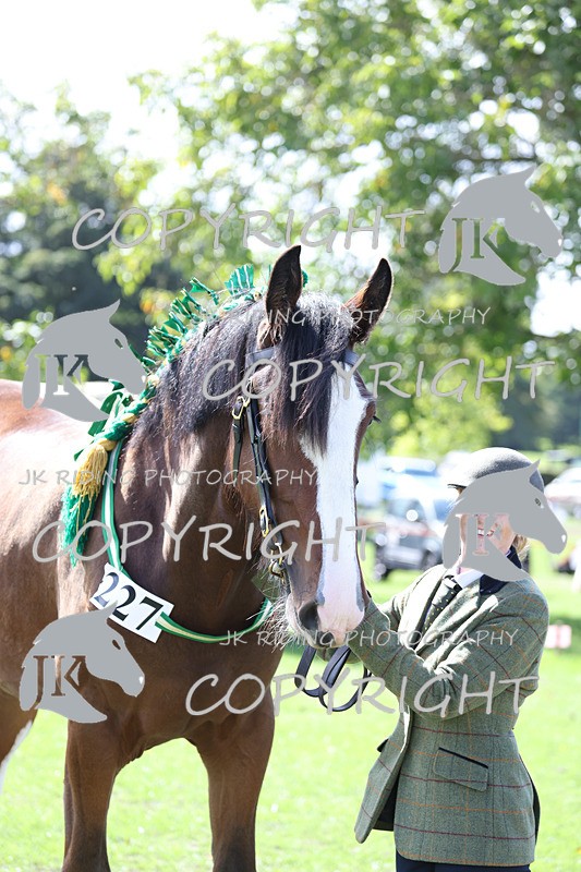 APP_3172 - Class 3 Youngstock