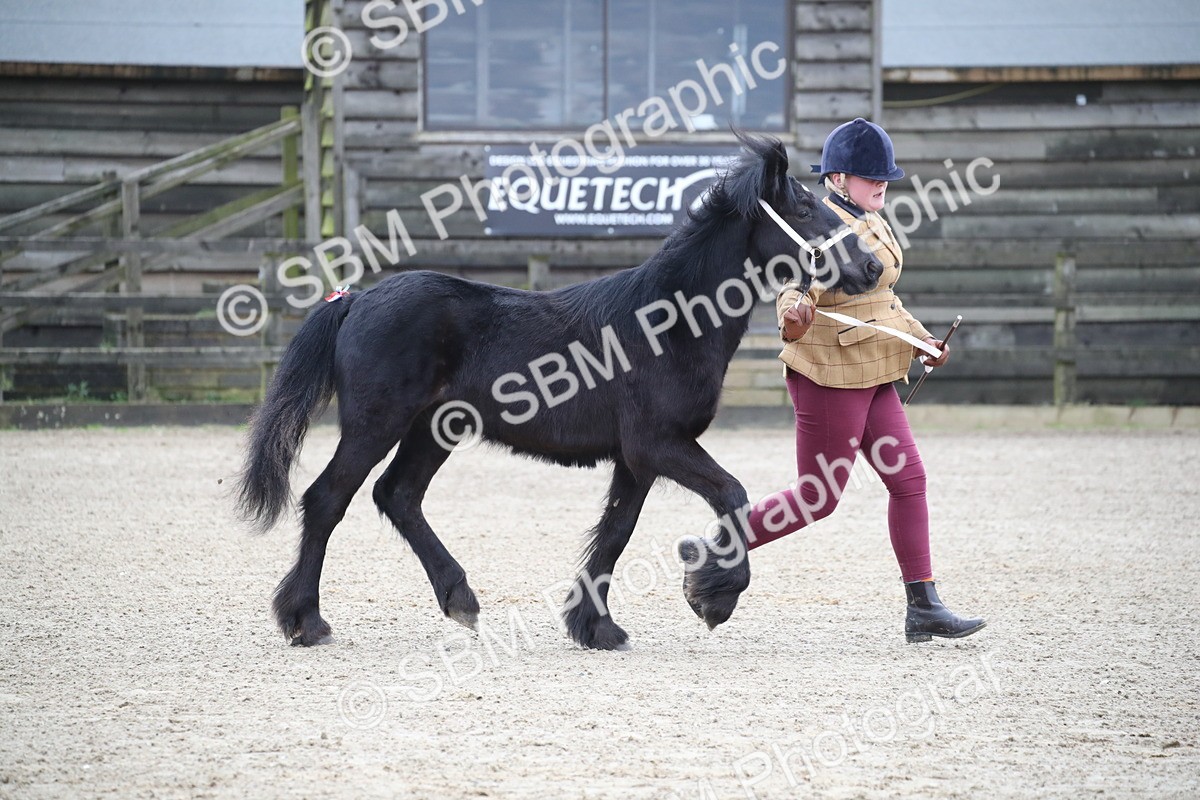 SBM_003999 - Class 1-4 - Young Stock classes Inc. In Hand Championship
