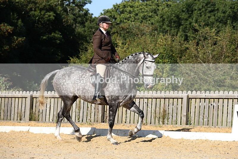 1X9A7663 - Class 8: Small Ridden Hunter