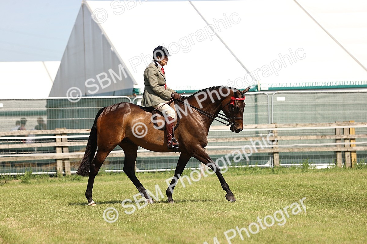 SBM_13062 - Class 75-76 LIHS BSHA Rising Star Hack Riding Horse
