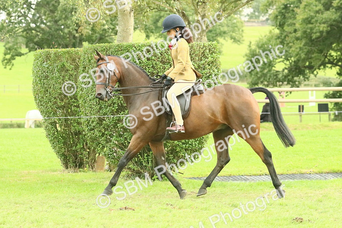 SBM_74077 - S 61 - Show Pony & Show Hunter Pony Ridden