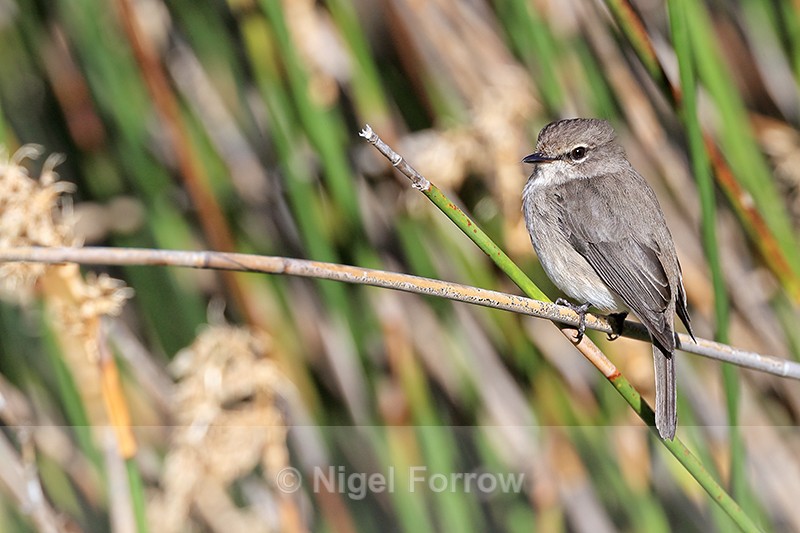African Dusky Flycatcher, Kirstenbosch Garden, Cape Town, South Africa - African Dusky Flycatcher
