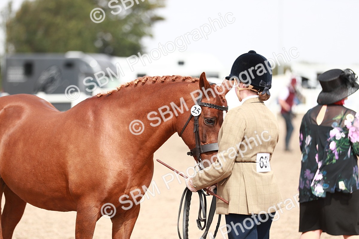 SBM_13237 - Class 208 IH Veteran Horse