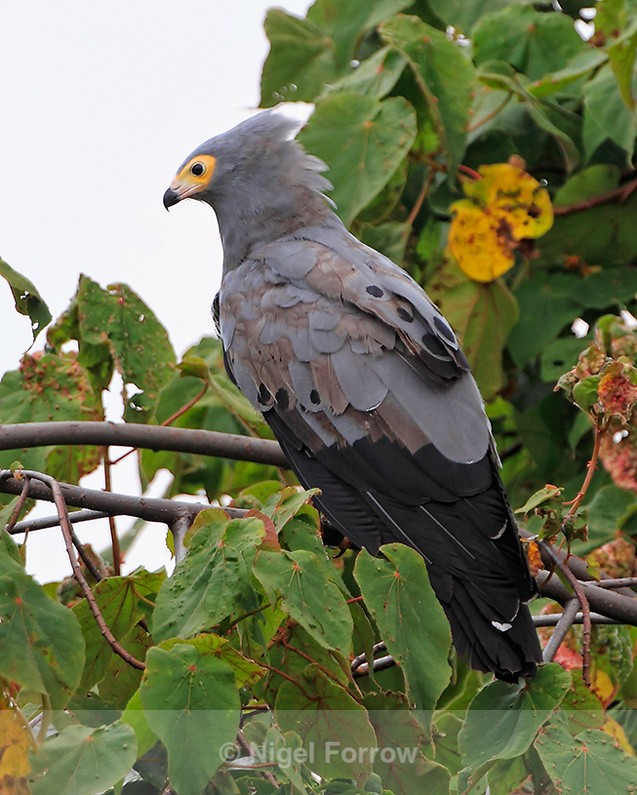 African Harrier-hawk (adult) perched on top of a tree - African Harrier-hawk