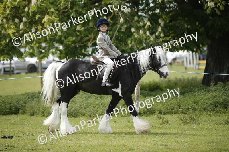 20260426-2139 - Class 9 - Handsomest Gelding