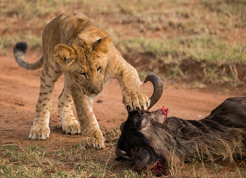  - African Safaris