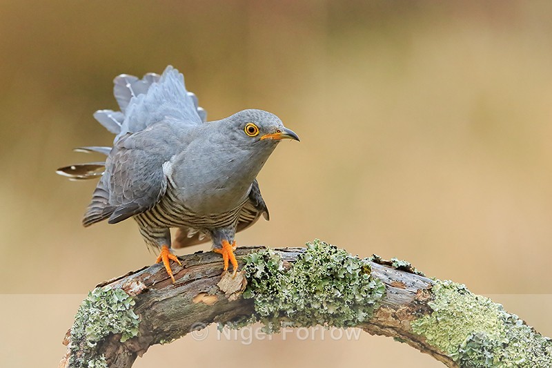 Cuckoo (male) on perch, Scotland - Cuckoo