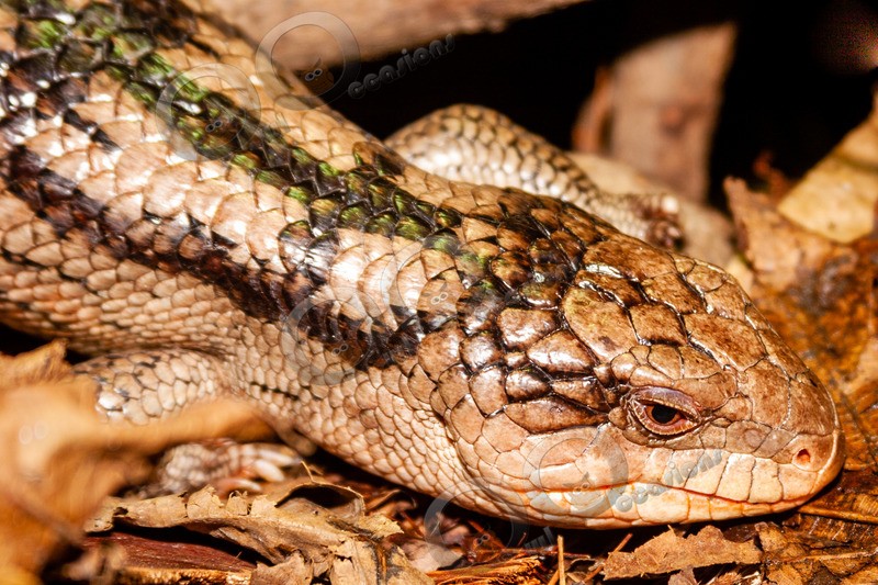 skink-4528 - Pet Photography