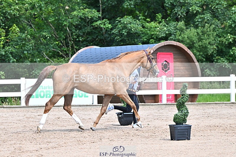 240718A-105248-01170 - Trot Up 12pm to 1pm