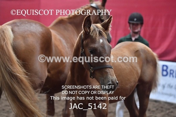 JAC_5142 - 9 Zinzipan