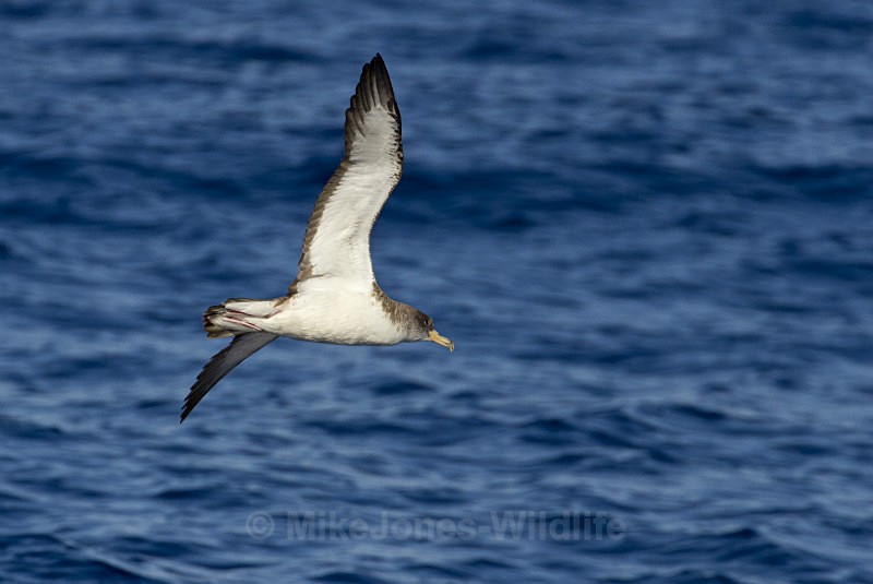 CORY'S SHEARWATER (ref M20) - CORY'S SHEARWATER, MADEIRA (PORTUGAL)