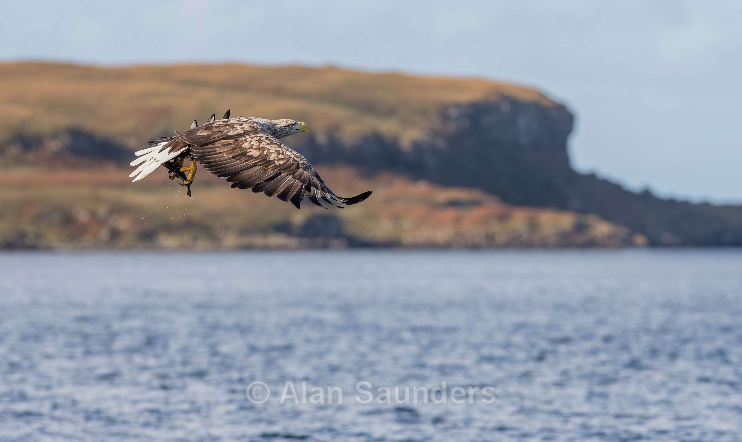 White Tailed Eagle 58