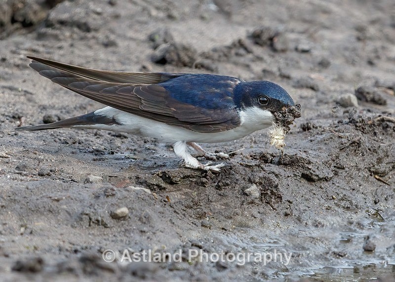 Astland Photography, Bird and Wildlife Images, Susan and Peter Wilson, U.K.