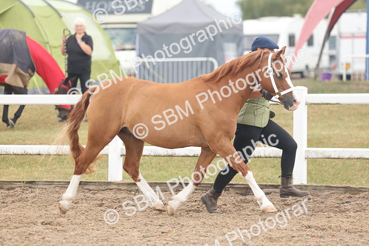 SBM_08481 - Class 29 - IH Veteran Pony