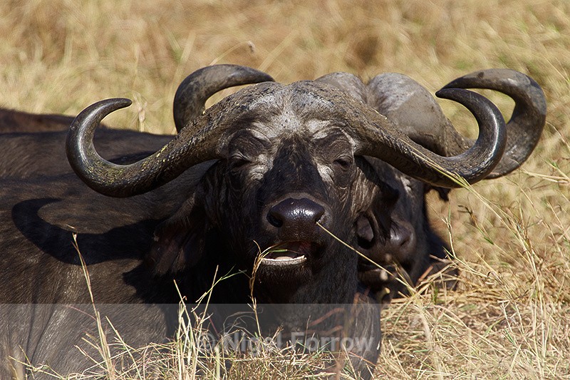 Buffalo feeding while sitting down - Buffalo
