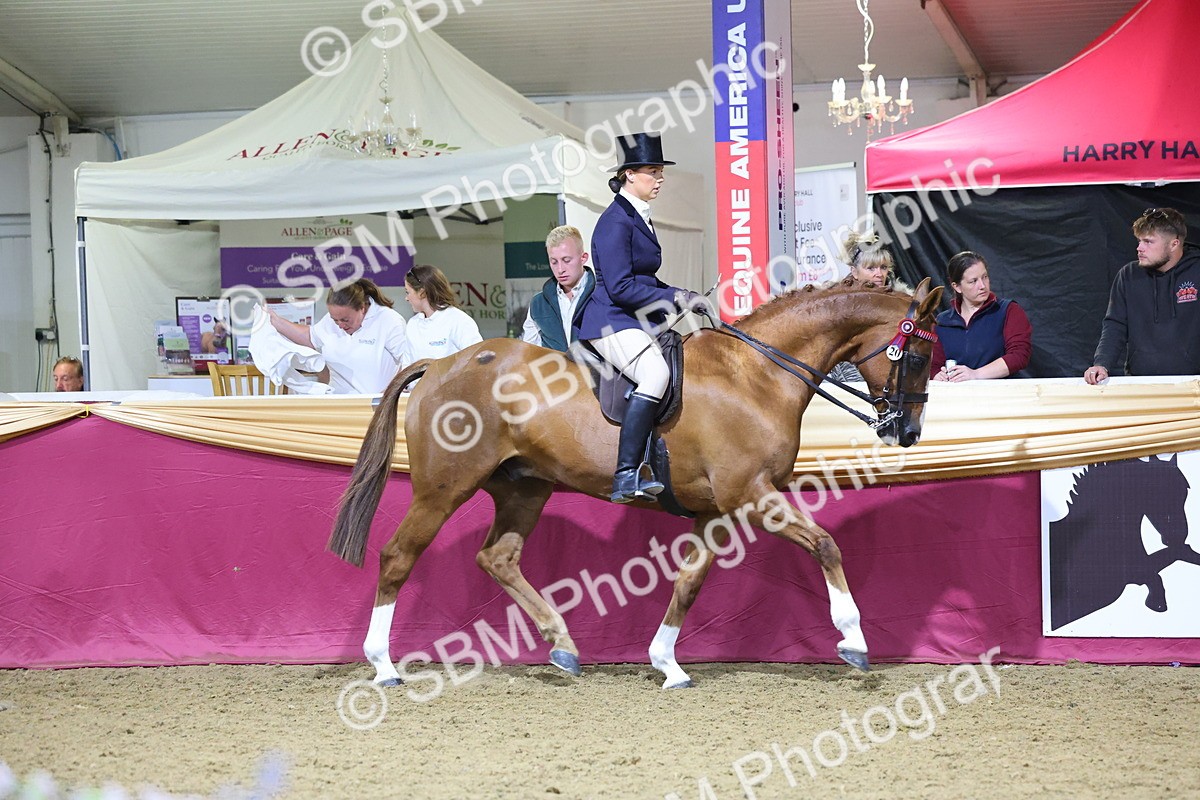 0B8A4492 - Class O Ridden Show Horse Champ