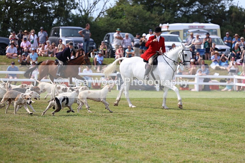3E7A0146 - Parade of Hounds