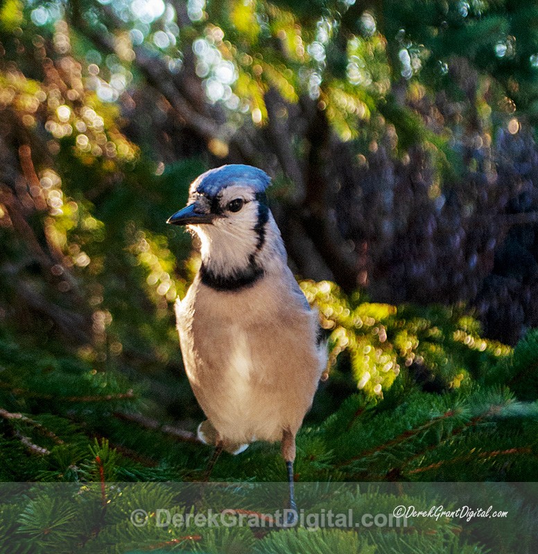 Blue Jay - Birds of Atlantic Canada
