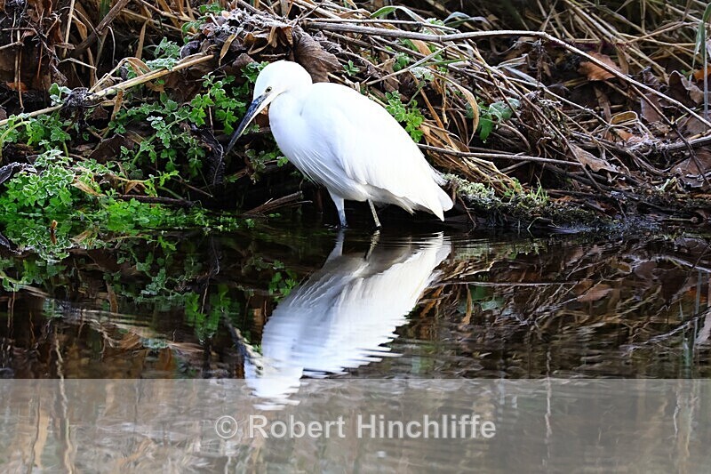 Little Egret - United Kingdom