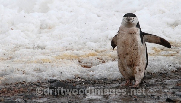 Chinstrap, Half Moon Island - Antarctica