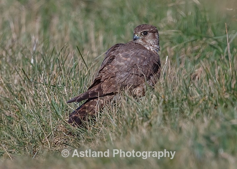 Astland Photography, Bird and Wildlife Images, Susan and Peter Wilson, U.K.