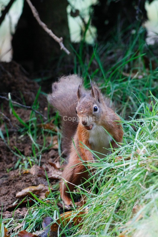 Red Squirrel 23 - Red Squirrel