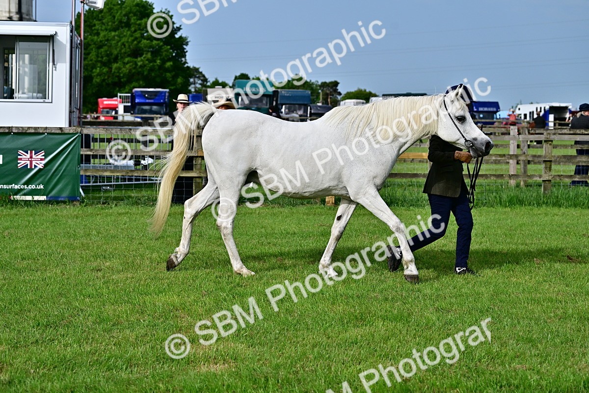 SBM_00037 - Class 46-49 - Arab and Part Bed-Anglo Arab In Hand