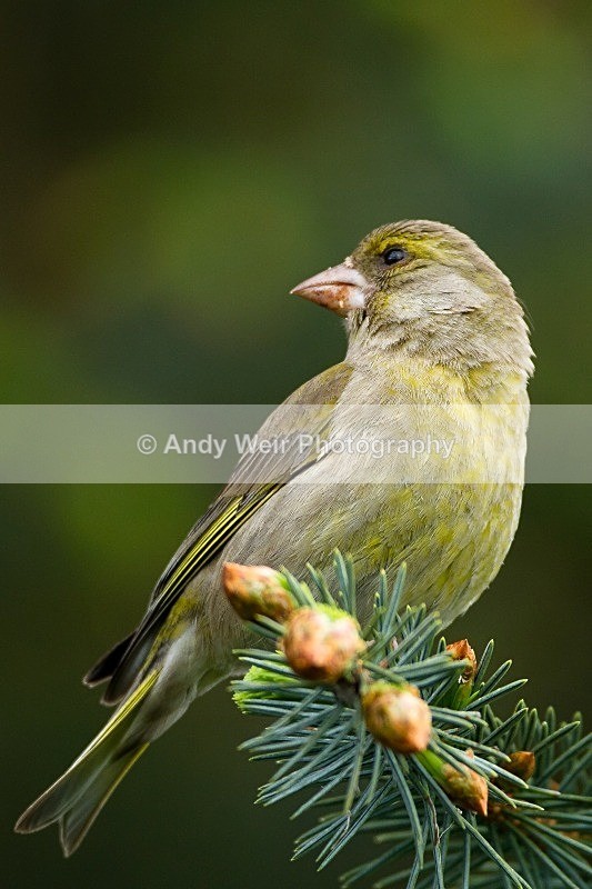 20120512-_MG_9999 - Greenfinch