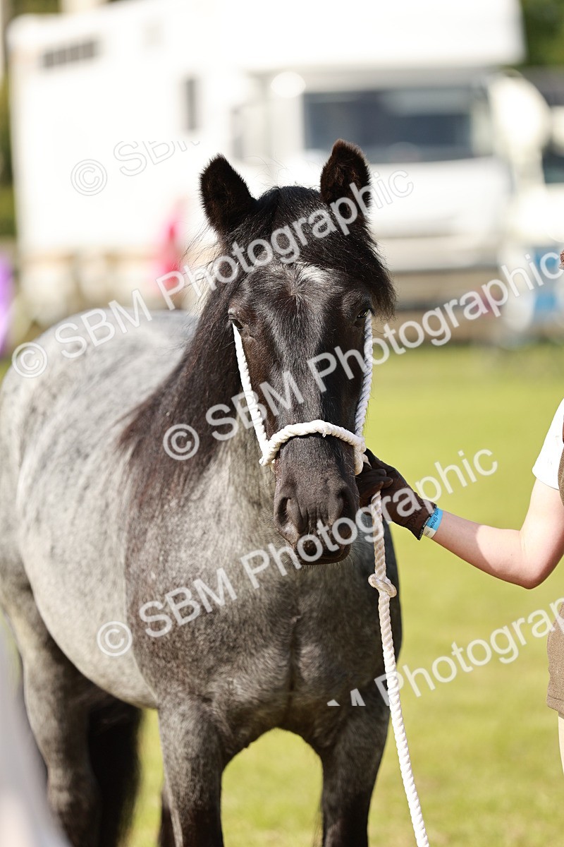 SBM_01577 - Class 14-23 - Mountain & Moorland In Hand Non Welsh